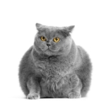 Study Links Plant-Based Diets to Lower Overweight Rates in Domestic Cats