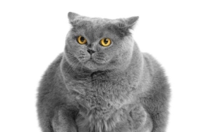 Study Links Plant-Based Diets to Lower Overweight Rates in Domestic Cats