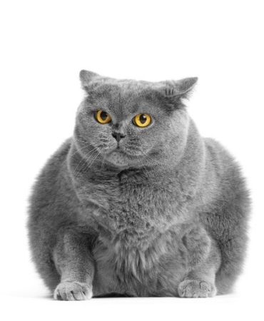 Study Links Plant-Based Diets to Lower Overweight Rates in Domestic Cats