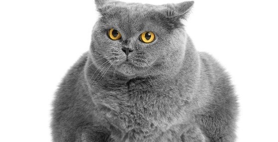 Study Links Plant-Based Diets to Lower Overweight Rates in Domestic Cats