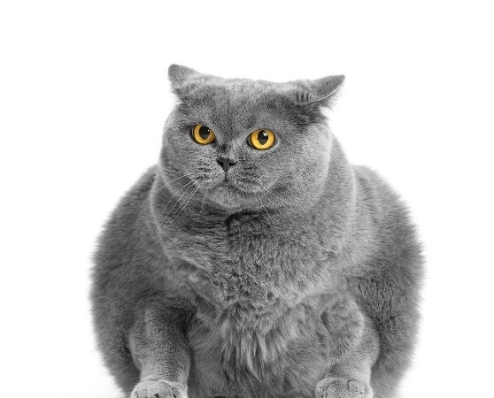 Study Links Plant-Based Diets to Lower Overweight Rates in Domestic Cats