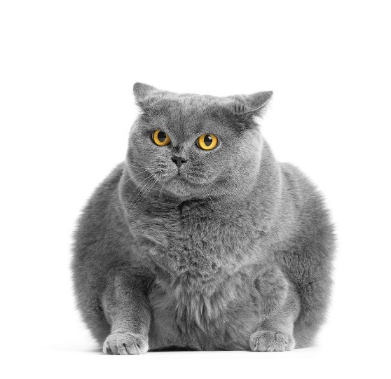Study Links Plant-Based Diets to Lower Overweight Rates in Domestic Cats